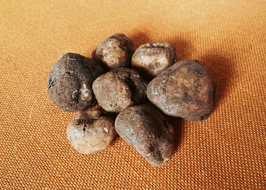 Tuber borchii
