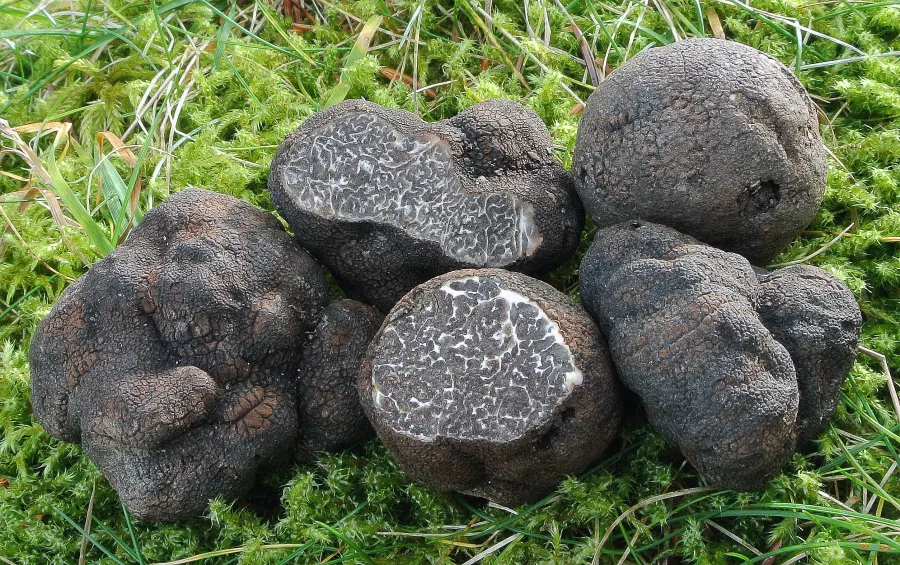 Tuber macrosporum