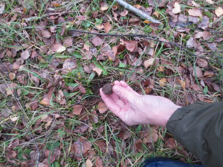 Tuber uncinatum